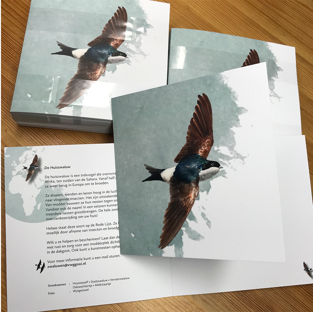 huiszwaluwkaarten | grafisch ontwerp | zwaluwkring Huizen & Blaricum | Delichon urbicum | Huiszwaluw | aquarel