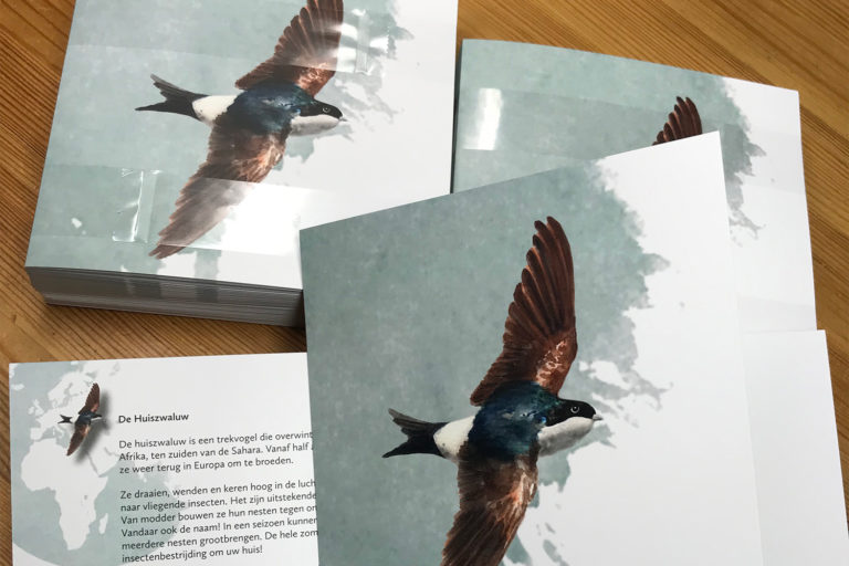 huiszwaluwkaarten | grafisch ontwerp | zwaluwkring Huizen & Blaricum | Delichon urbicum | Huiszwaluw | aquarel