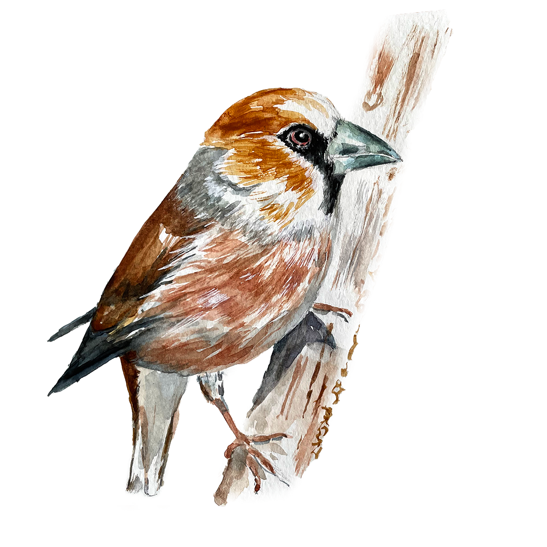 appelvink | coccothraustes coccothraustes