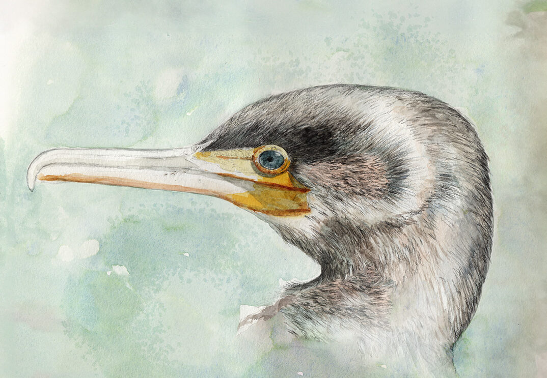 Aalscholver natuurillustratie doortje.NL