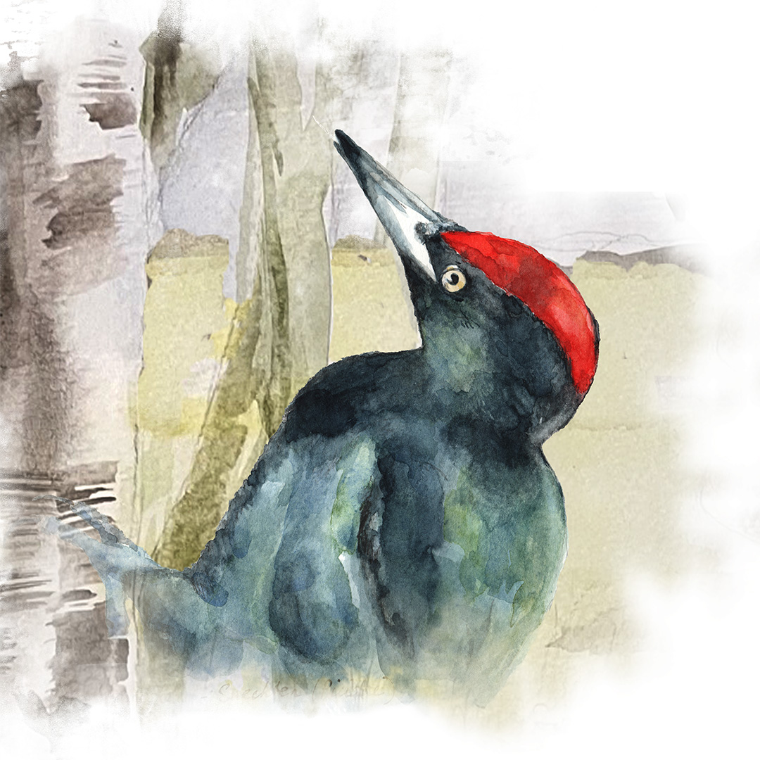 vogelillustratie zwarte specht doortje.NL natuurillustratie