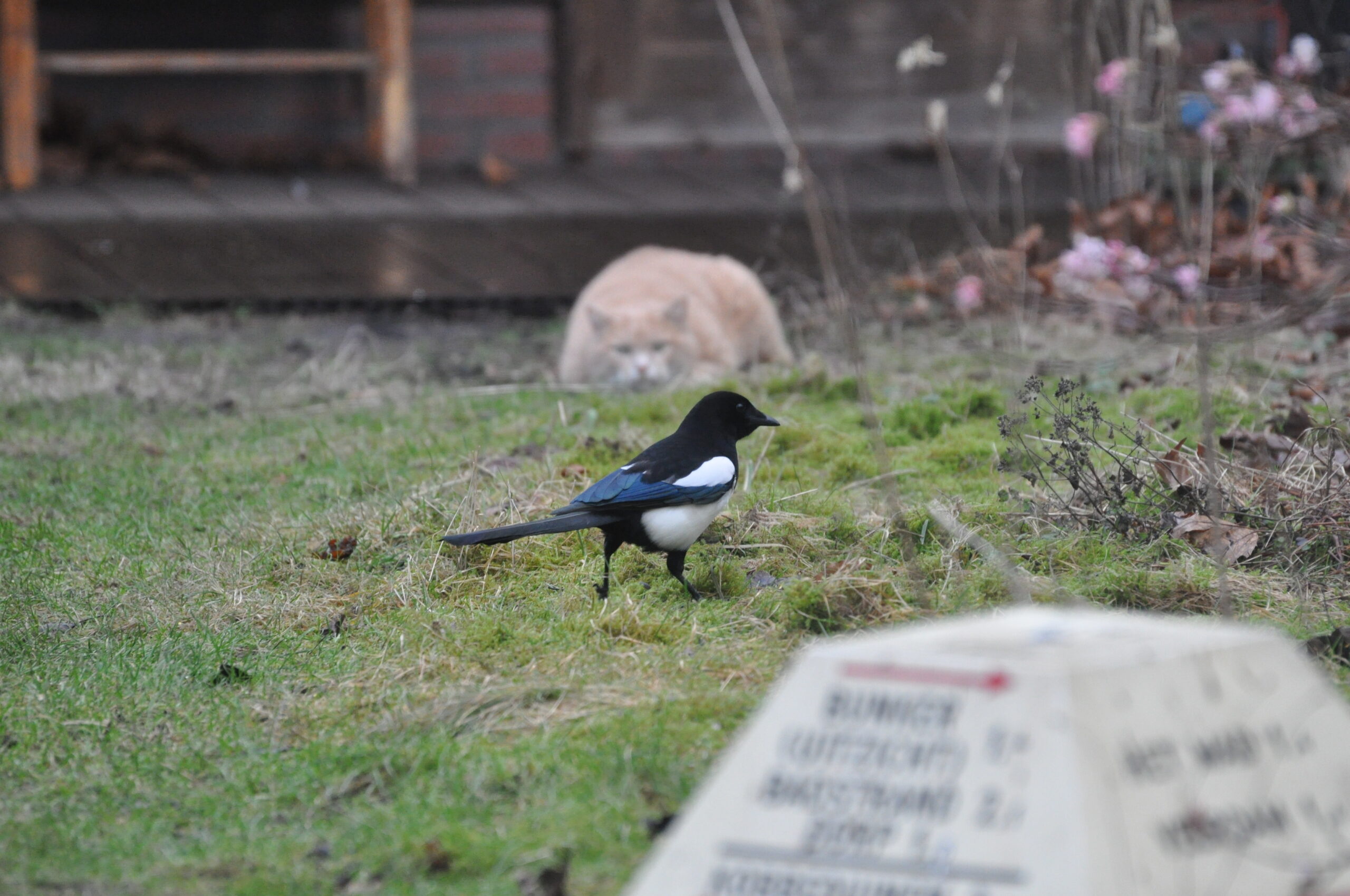 Rode kater Kipje van Doortje.NL met ekster in tuin