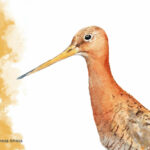 doortje.NL natuurillustratie vogelillustratie grutto complimentenkaart