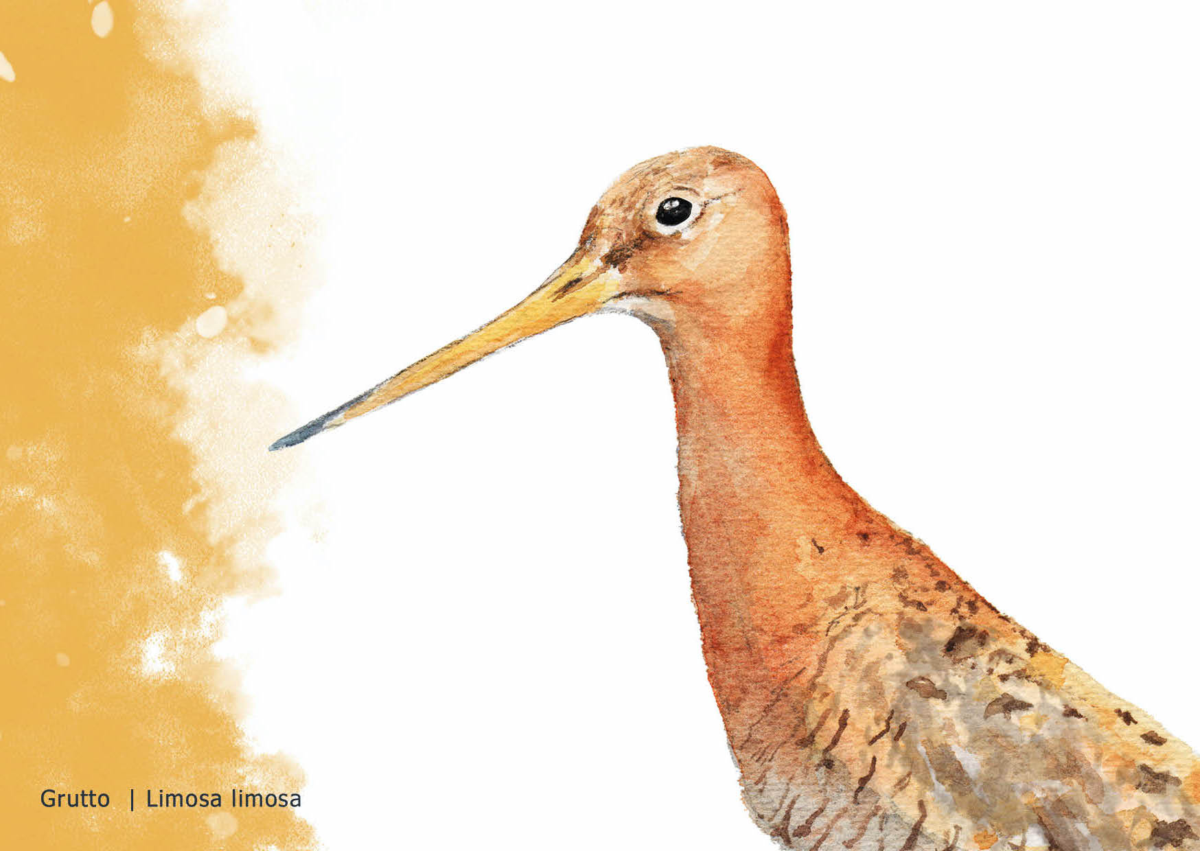 doortje.NL natuurillustratie vogelillustratie grutto complimentenkaart