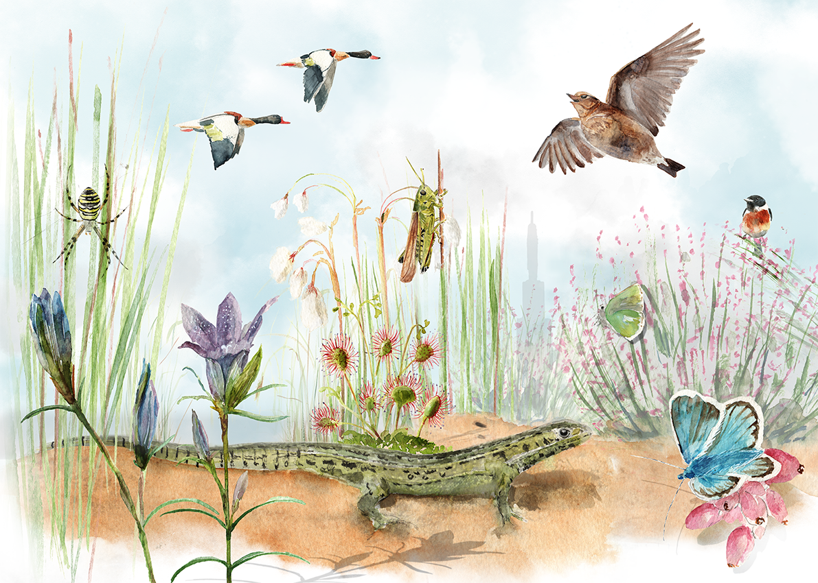 natuurillustrator natuurillustratie doortje.NL Goois Natuurreservaat jubileum 90 jaar schoolplaat GNR