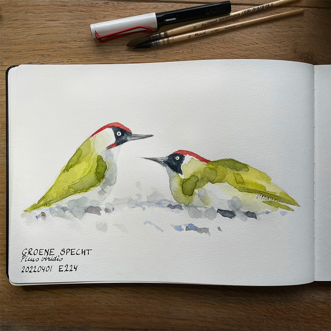 doortje.NL natuurillustratie aquarel potlood groene specht vogeltekening vogelillustratie