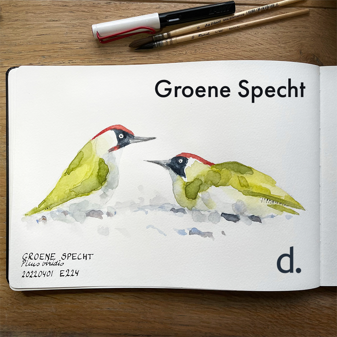 doortje.NL natuurillustratie aquarel potlood groene specht vogeltekening vogelillustratie pen inkt