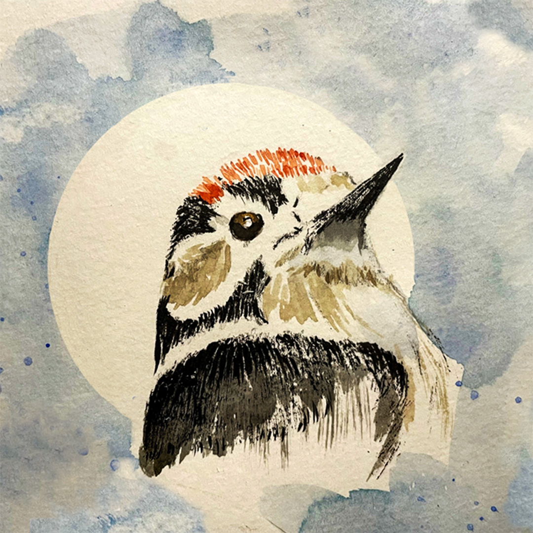 doortje.NL natuurillustratie aquarel potlood kleine bonte specht vogeltekening vogelillustratie