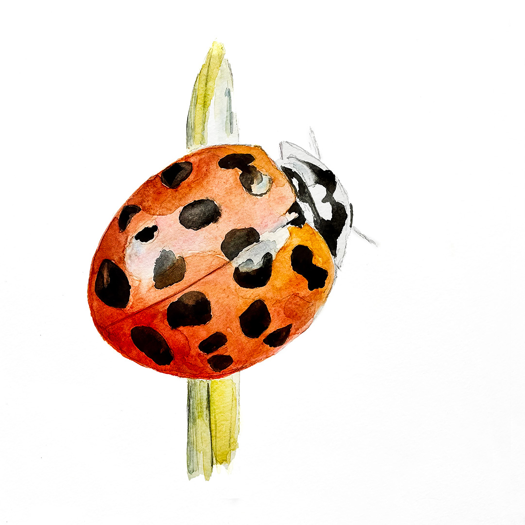 doortje.NL natuurillustratie aquarel potlood lieveheersbeestje veelstippig