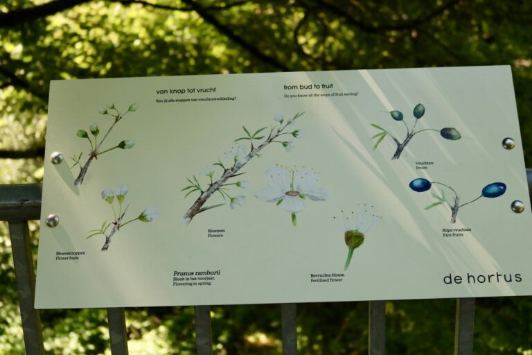 doortje.NL, natuurillustratie, natuurillustrator, dehortus, amsterdam, prunus ramburrii, prunus